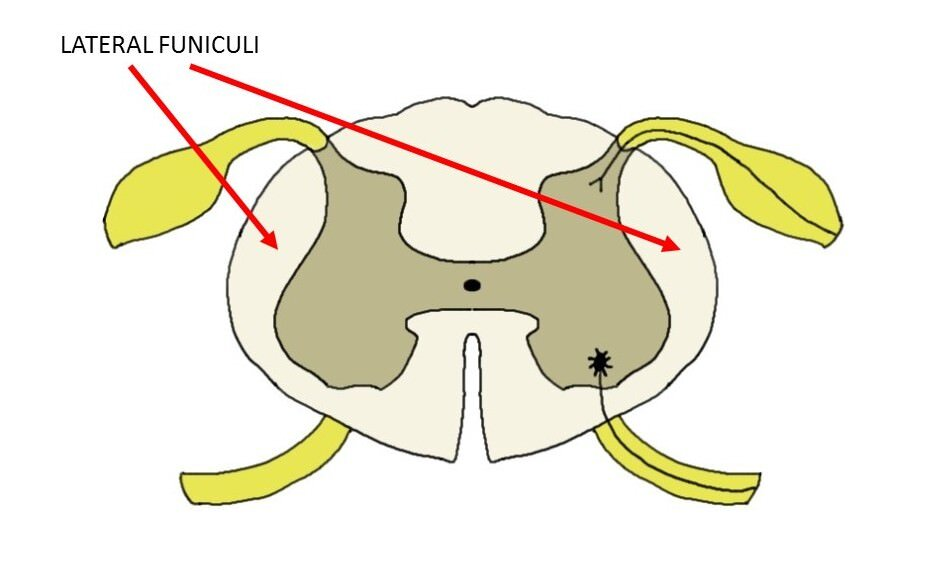 <p>side spaces on spinal cord</p>