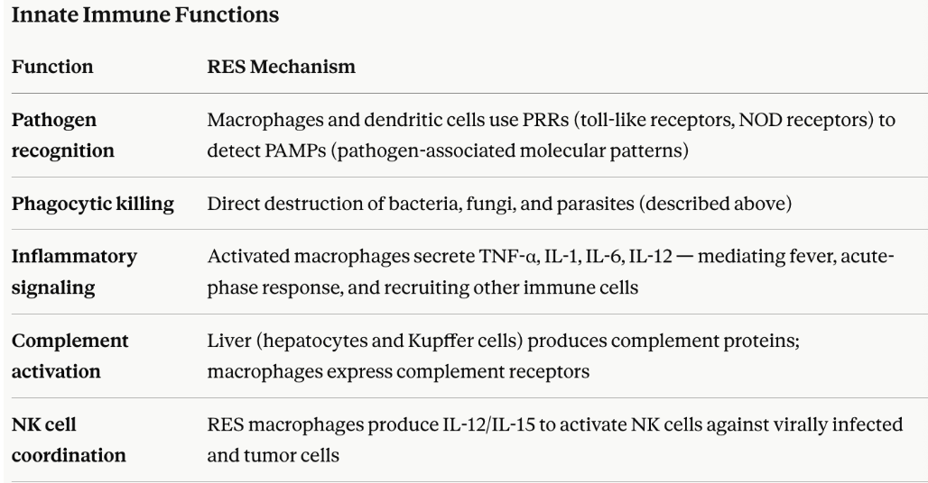 <ul><li><p><span style="background-color: transparent;">RES sits at the intersection of innate and adaptive immunity, both executing immediate defense and orchestrating long-term immune responses</span></p></li></ul><p><span style="background-color: transparent;"><strong>Bridge to Adaptive Immunity - Ag presentation</strong></span></p><ul><li><p><span style="background-color: transparent;">A defining immunologic role of the RES is <strong>antigen processing and presentation</strong>, linking innate sensing to adaptive (T and B cell) responses:</span></p></li></ul><ol><li><p><span style="background-color: transparent;"><strong>Dendritic cells</strong> (the most potent APCs) in skin, mucosa, and tissues capture antigens</span></p></li><li><p><span style="background-color: transparent;">They migrate to <strong>lymph nodes and spleen</strong> — both RES organs</span></p></li><li><p><span style="background-color: transparent;">Antigenic peptides are loaded onto <strong>MHC class I</strong> (for CD8⁺ T cells) or <strong>MHC class II</strong> (for CD4⁺ T helper cells)</span></p></li><li><p><span style="background-color: transparent;">Macrophages in lymph nodes and spleen <strong>present antigen</strong> and provide co-stimulatory signals</span></p></li><li><p><span style="background-color: transparent;">This initiates <strong>clonal expansion</strong> of antigen-specific T and B cells → effector cells and immunological memory</span></p></li></ol><p></p>