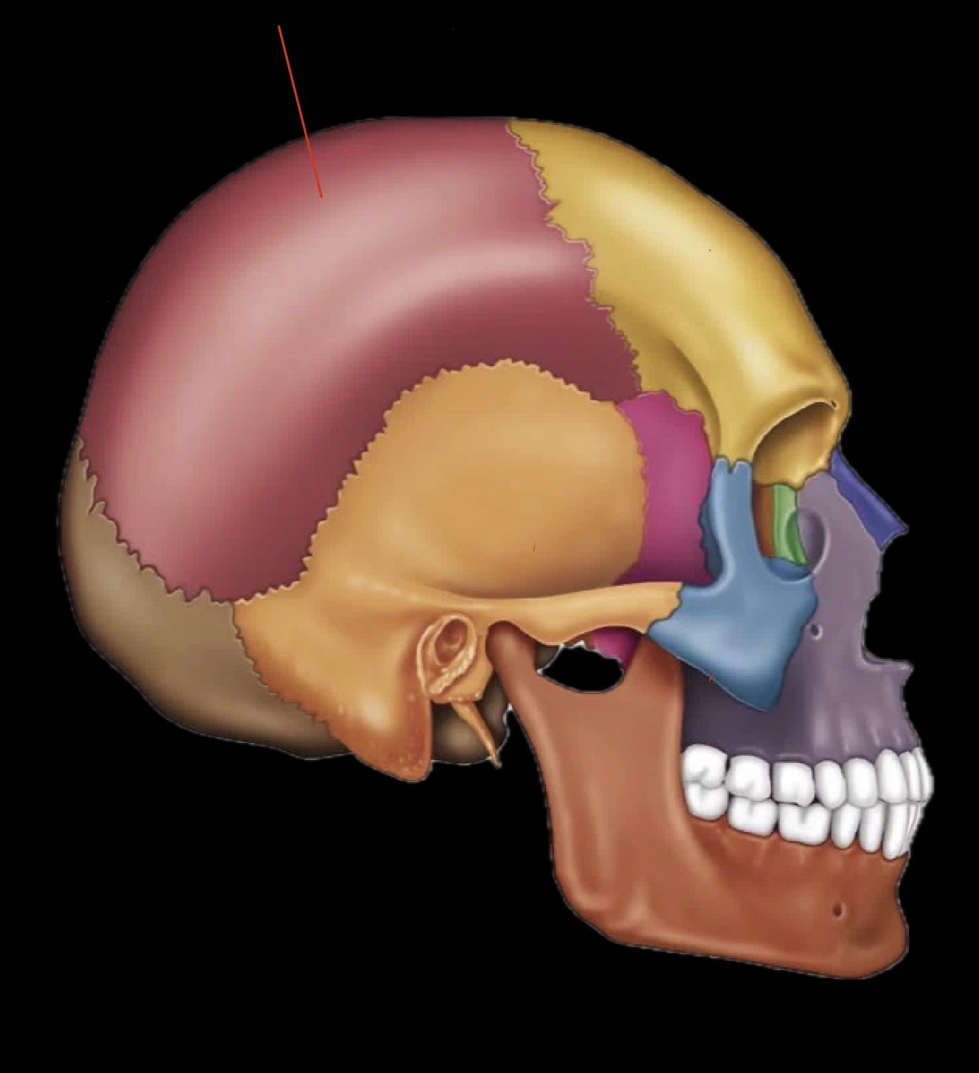 <p>What part of the skull is this?</p>