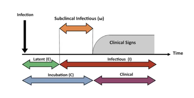 <p>pre clinical</p><ul><li><p>disease not clinically evident but is destined to progress ie incubation period for infection</p></li></ul><p>subclinical </p><ul><li><p>disease not clinically apparent and not destined to become clinically apparent</p></li><li><p>diagnosed with antibody or culture tests ( some tb cant be seen only from skin test)</p></li></ul><p>clinical</p><ul><li><p>disease manifested by signs and symptoms ie pt testing positive for tb with a bad cough </p></li></ul><p>carrier</p><ul><li><p>individual who harbour an organism but are not infected s evidence y antibody response or clinical manifestations- asymptomatic covid carriers </p></li></ul><p></p>