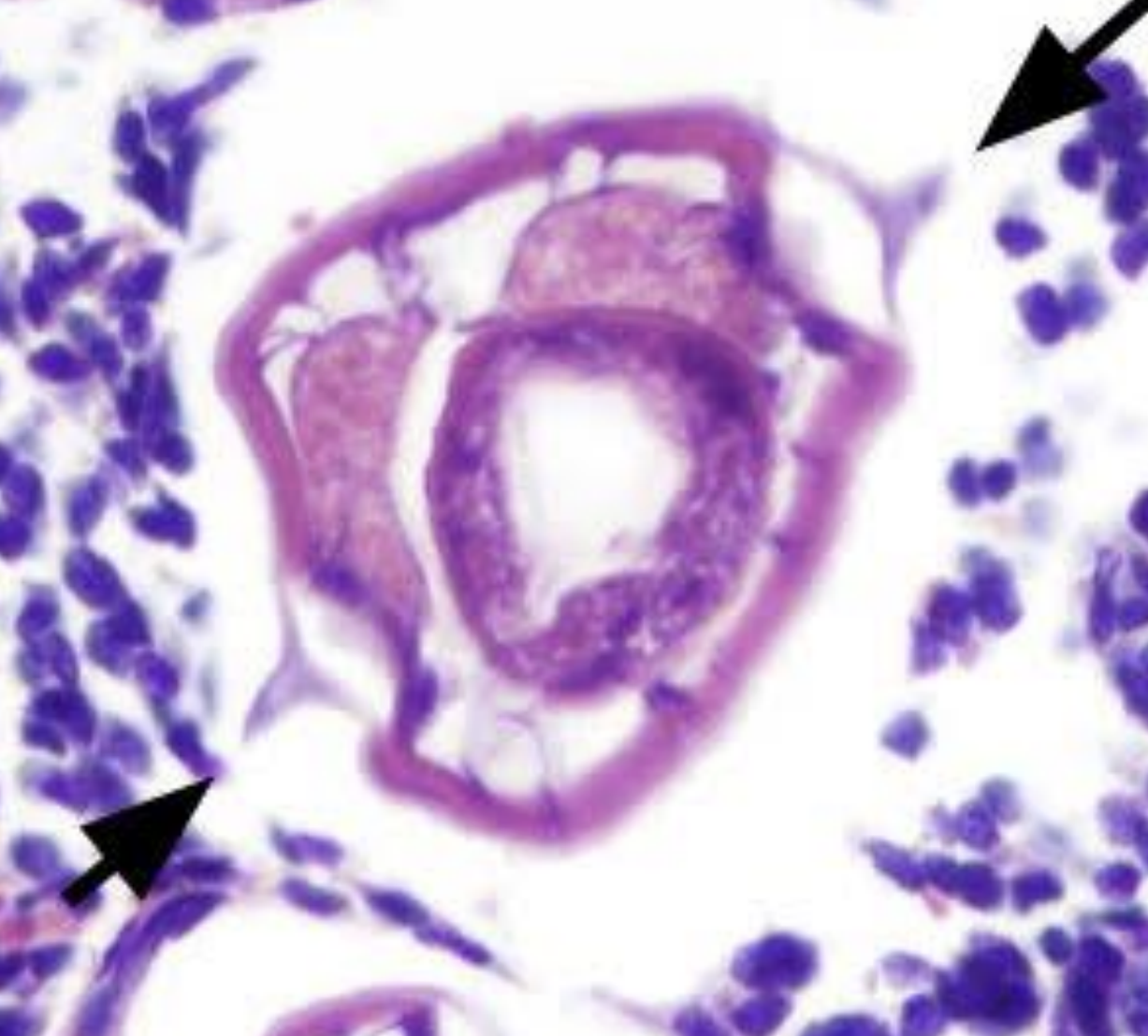 <p>name the species? </p>