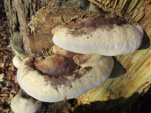 <ul><li><p>Hard, woody perennial shelf fungus</p></li><li><p>Upper surface: gray to brown with muted ochre/yellowish banding (not sharp red)</p></li><li><p>Underside: white to cream pores</p></li><li><p>Often thinner and more uniform than red belted</p></li><li><p>Grows on conifers and birch in boreal forests</p></li><li><p>Surface is usually dull</p></li><li><p>Does NOT bruise dark when scratched</p></li></ul><p></p>