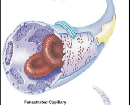 <p>describe Fenestrated capillaries</p>
