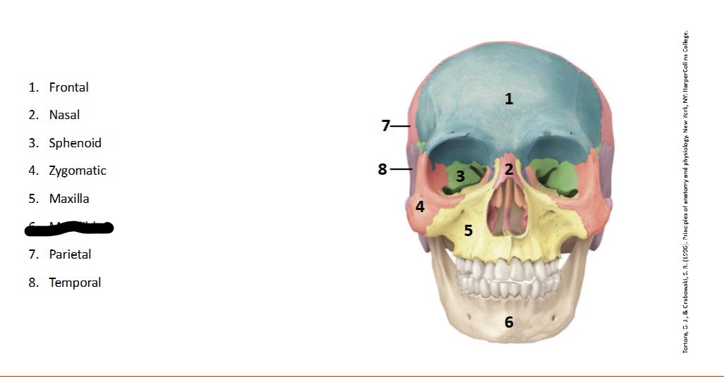 <p>What landmark within the <strong>Skull?</strong></p>