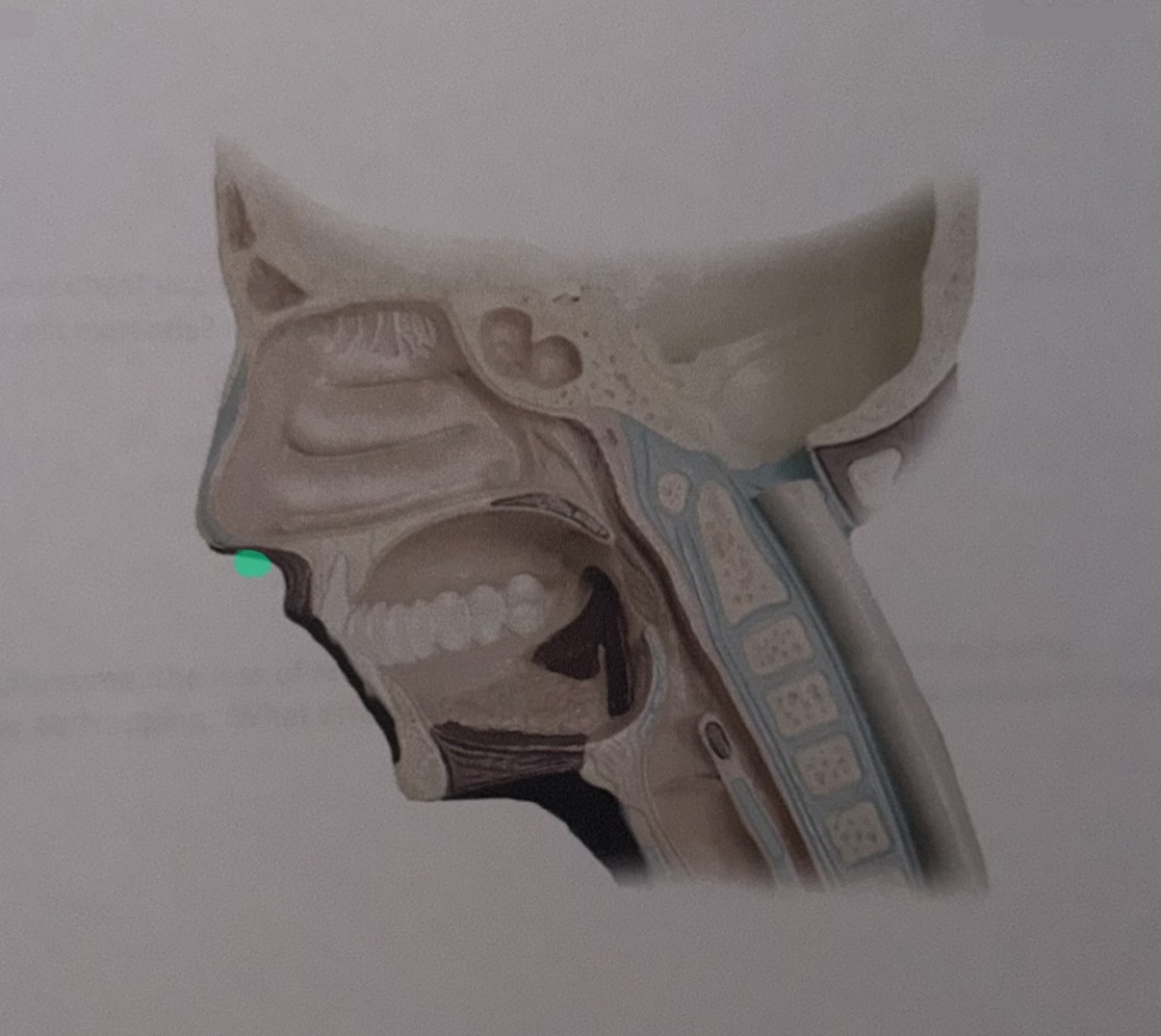 knowt flashcard image