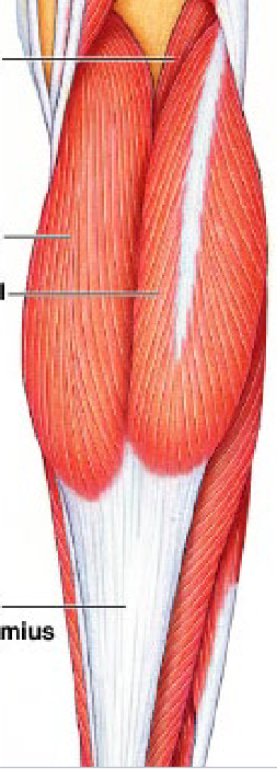 <p>gastrocnemius</p>