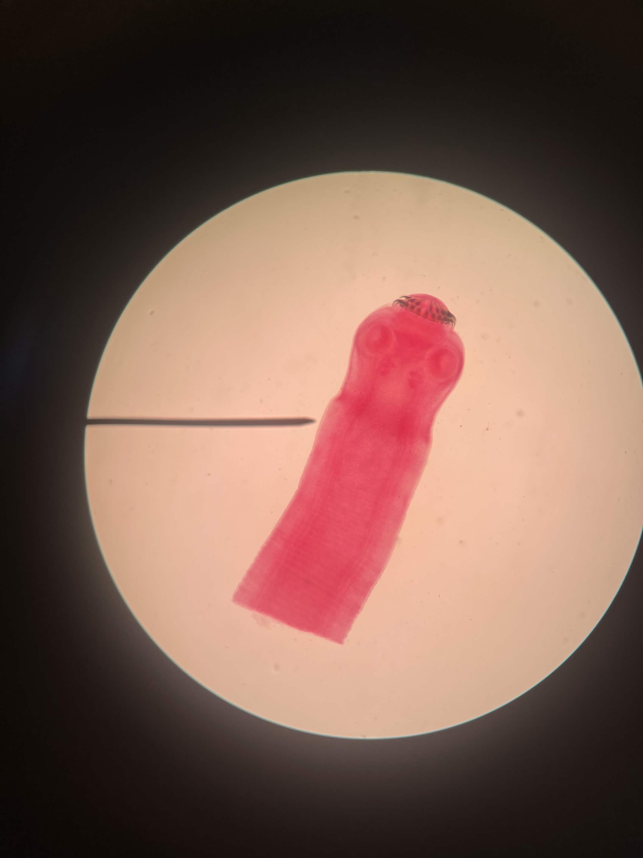 <p>What is this?</p>