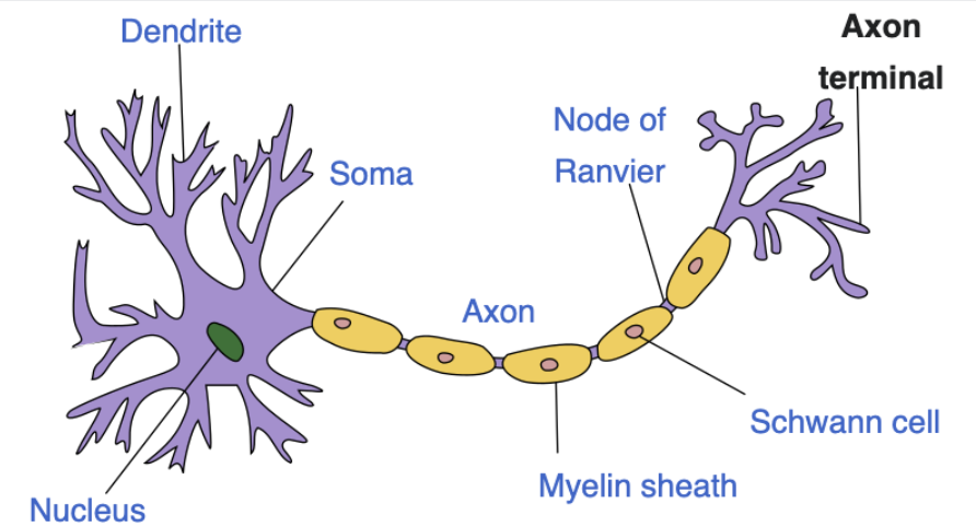 <p>Axon terminals or ‘boutons’ are found at the terminal ends of axons where synapses occur with other neurons/cells. </p>