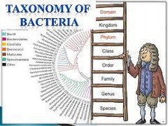 <p>The orderly grouping of organisms into taxa based on similarities and differences.</p>