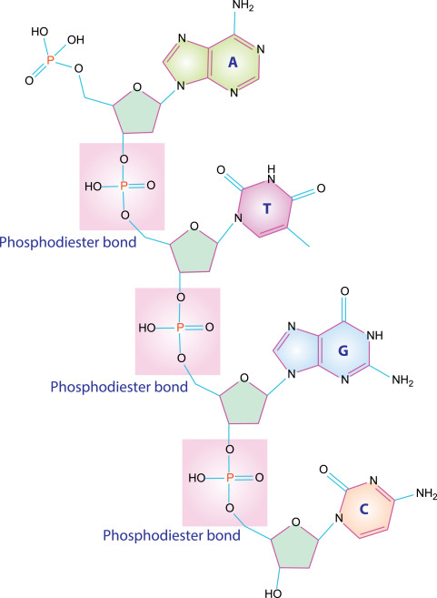 <p>covalent phosphodiester bond between the 5’ carbon of one nucleic acid to the 3’ carbon of another to create the sugar backbone</p>