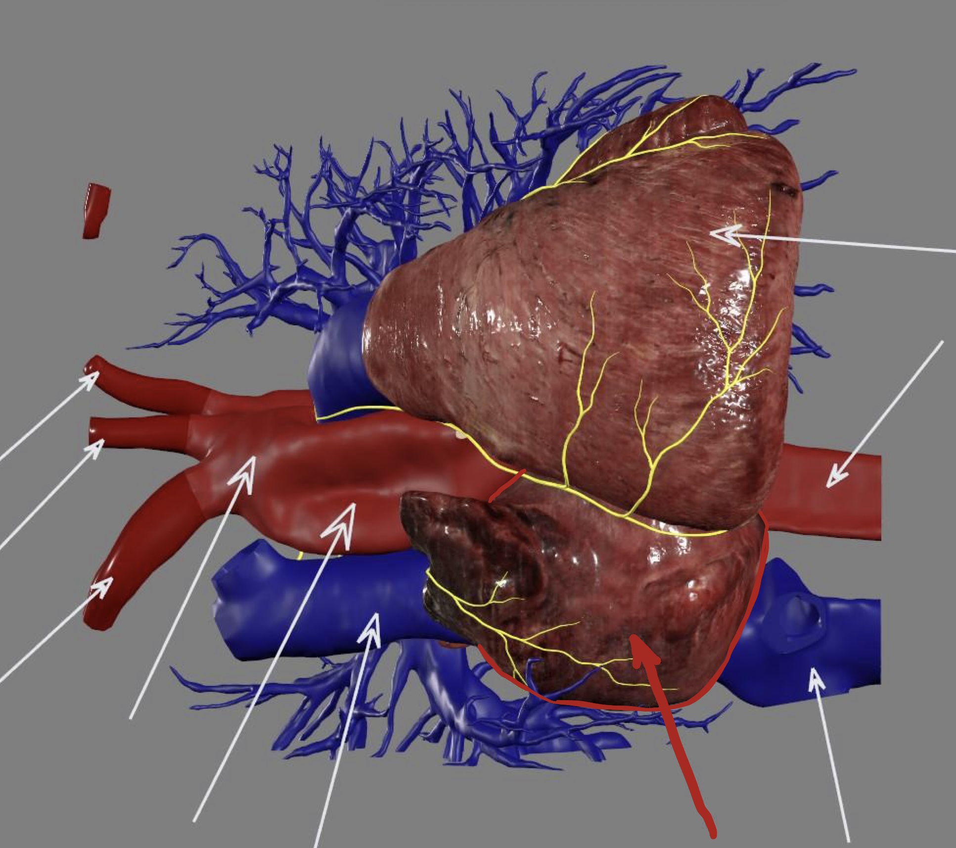 <p><strong>inflow</strong>: superior vena cava, inferior vena cava</p>