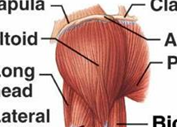 <p>m. deltoideus (zadnji snopi), i</p>
