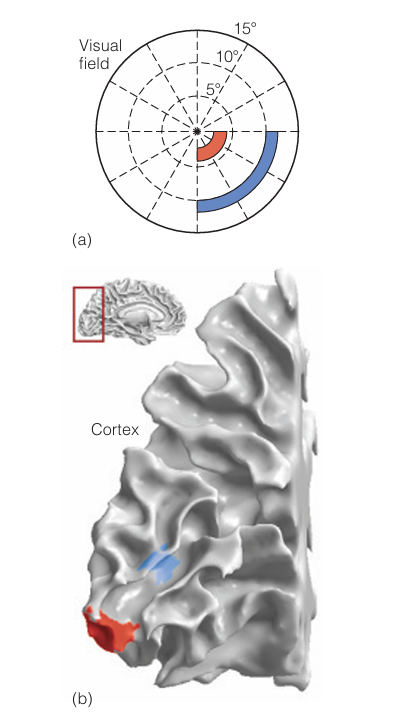 <p>brain imaging (fMRI)</p>