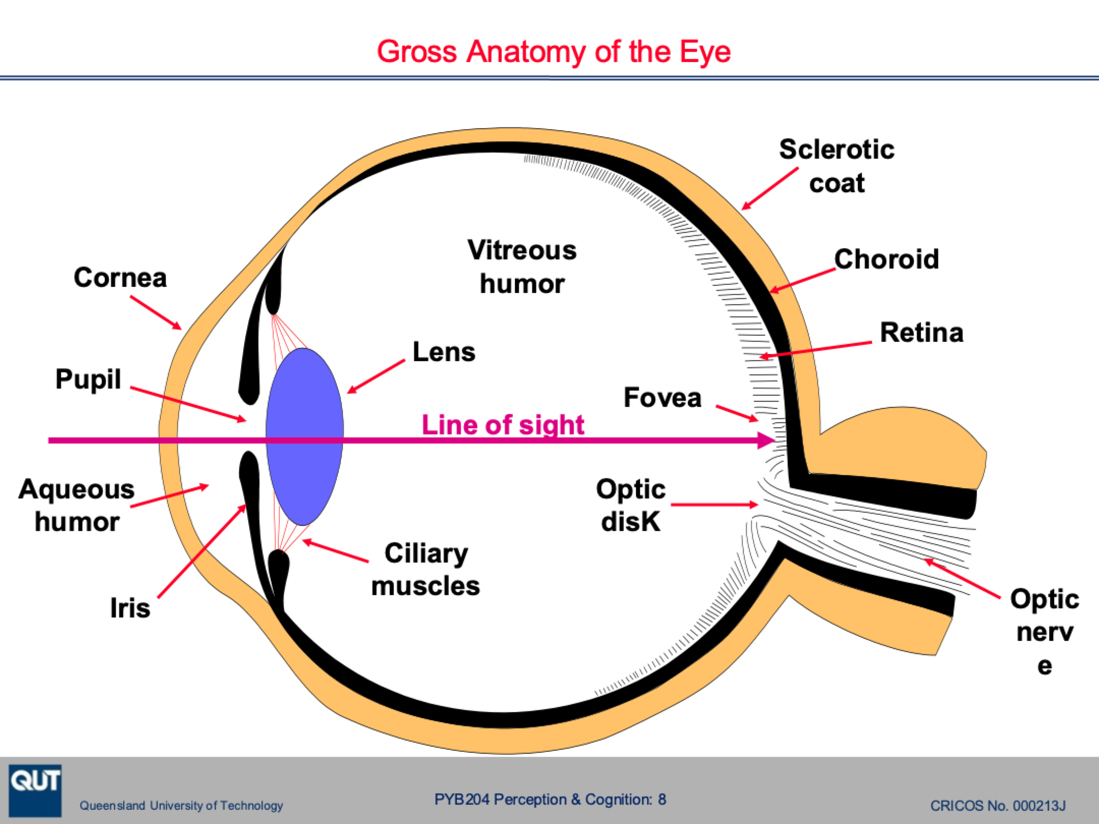 <ul><li><p>Ciliary muscles = control the contraction of the pupil to allow or prevent light coming through</p></li><li><p>Lens = focuses the information on the back of the eye for processing by photoreceptors</p></li><li><p>Fovea = the most centre part of your vision - consists of densely packed cones which gives us high visual acuity</p></li><li><p>Retina = rods which span the back of the eye</p></li><li><p>Optic disk = where the optic nerve comes into your eye (an unknown blind spot)</p></li></ul><p></p>