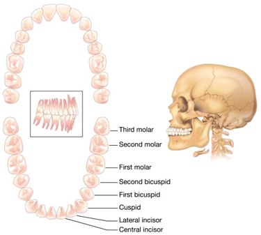 <p>1. incisors</p><p>2. canines</p><p>3. premolars</p><p>4. molars</p>