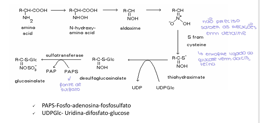 <ul><li><p>N-hidroxilação do aa</p></li><li><p>Descarboxilação dos aa resulta na aldoxima</p></li><li><p>Incorporação de S da cisteína</p></li><li><p>é glicosilada apartir da UDP Glc</p></li><li><p>é sulfatada por uma sulfotransferase que atua na PAPs </p></li></ul><p></p>