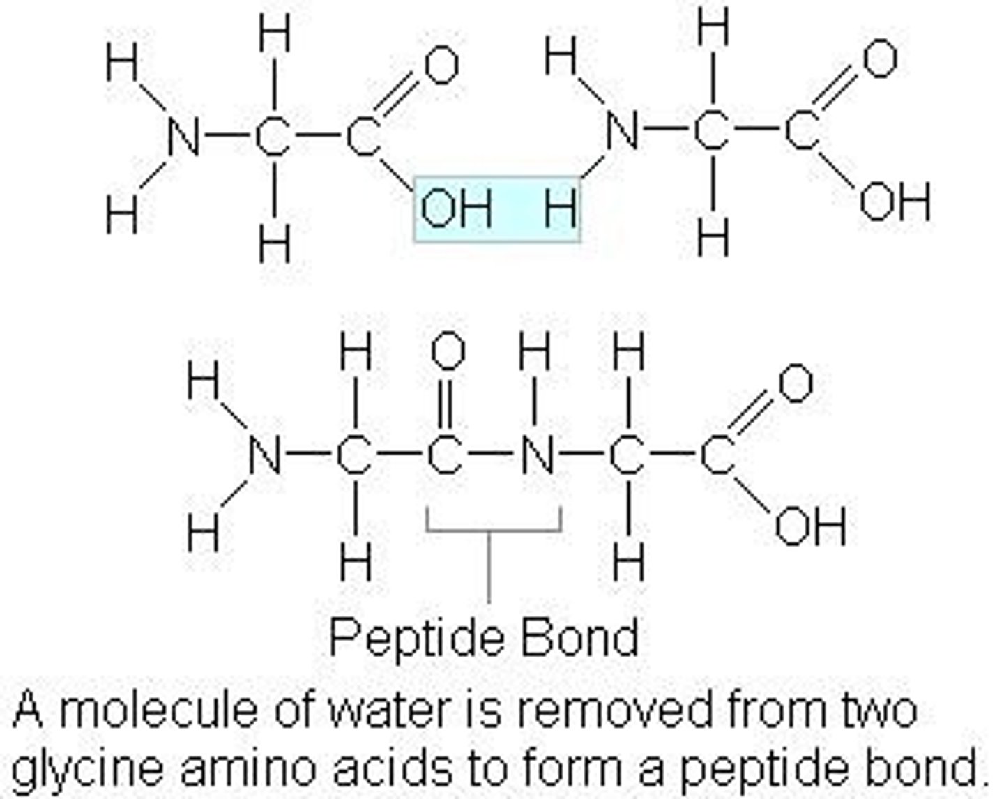 <p>condensation reaction of the upstream carboxyl group of one amino acid to the downstream amino group of another</p>