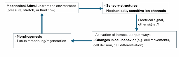 <p>Cells convert mechanical stimuli into electrochemical activity</p><p>Crucial for various physiological processes including touch, hearing, balance, and proprioception</p><p>Vital role in development, tissue repair, and the progression od diseasef</p>