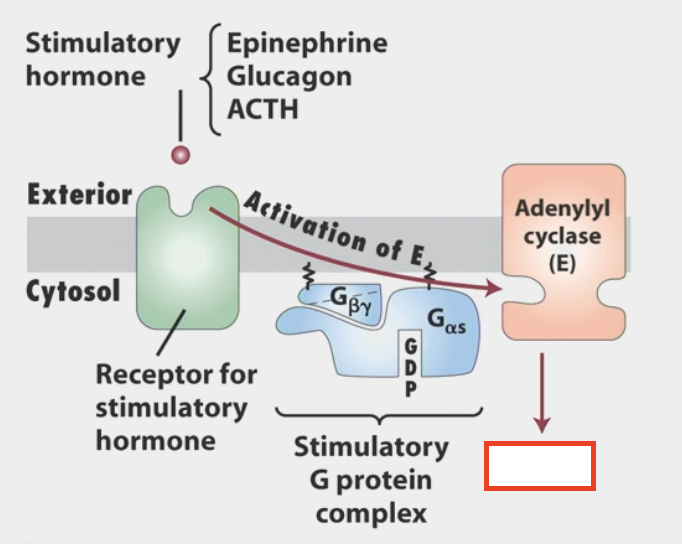 <ul><li><p>made by adenylyl cyclase (common effector of activated G-proteins)</p><ul><li><p>stimulatory hormone can be epinephrine, glucagon, ACTH</p></li></ul></li><li><p>second messenger</p></li><li><p>activates Protein Kinase A (PKA)</p></li></ul><p></p>