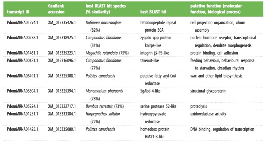 <p>The table identifies 9 key genes (and mentions 5 others with unknown roles) that the parasite likely targets to change the wasp's behavior. These genes are responsible for important functions like controlling feeding behavior (the "Takeout-like" gene), regulating biological clocks, and managing how the brain responds to starvation. By shifting these specific genes, the parasite makes a worker wasp's brain function more like a queen's brain.</p>
