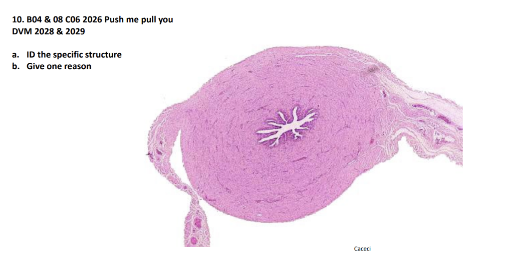 <p>a. ID the specific structure</p><p>b. Give one reason</p>