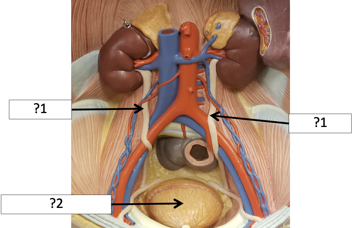 <p>1 Name the structure?</p>