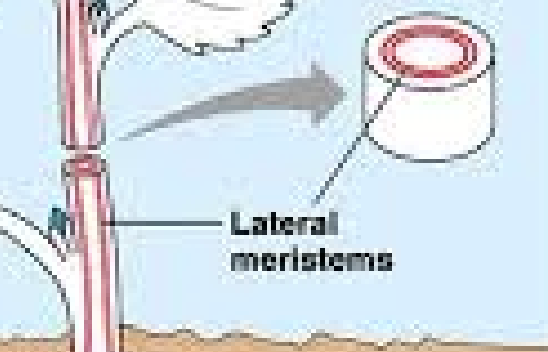 <p>At the tips of <em>roots </em>and <em>shoots </em>(shoot apical “<em>apex”</em> meristem [on top], <br><br>Then there’s lateral meristem, the veins inside. <br></p>