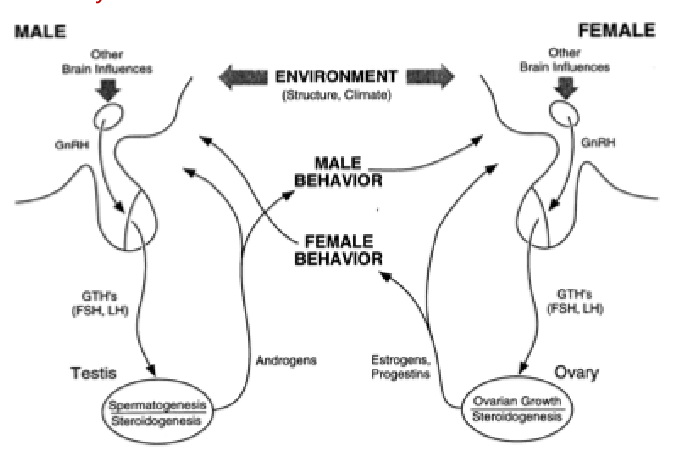 <p>they are triploids </p><ul><li><p>they are great model for studying what influences sexaul behaviors (genetics, hormones, neural, environment, toxins) and how they evolved </p></li></ul><p></p>