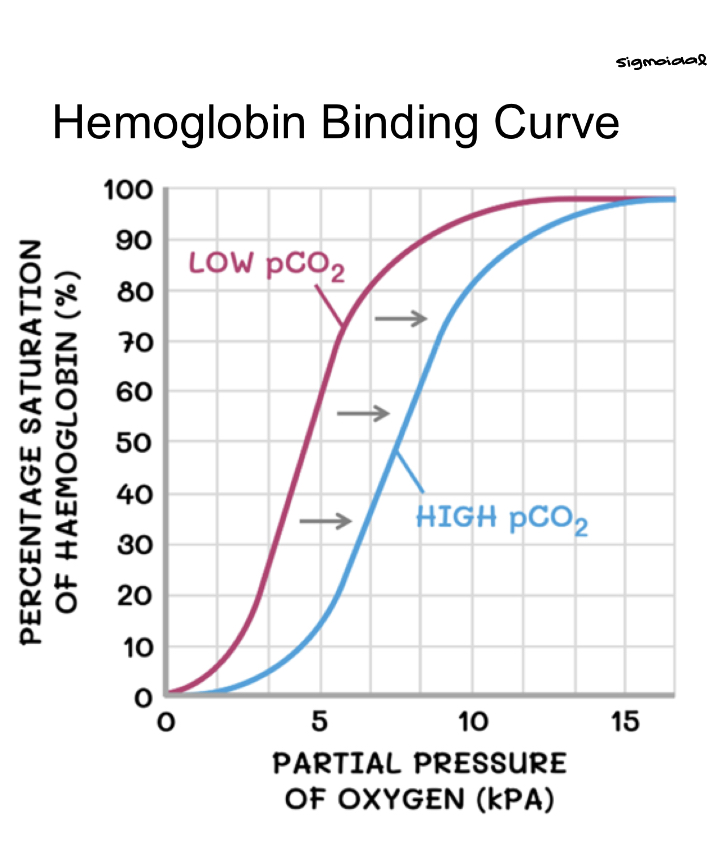 <ul><li><p><span style="background-color: transparent;">Hemoglobin binding curve shows how hemoglobin picks up and drops off oxygen</span></p></li><li><p><span style="background-color: transparent;">In the lungs, hemoglobin binds oxygen; in the tissues, it releases oxygen</span></p></li></ul><ul><li><p><span style="background-color: transparent;"><strong>Bohr effect:</strong> </span><span>Increasing partial pressures of carbon dioxide weakening the hemoglobin-oxygen bond</span></p></li><li><p><span style="background-color: transparent;"><strong>Haldane effect:</strong> when hemoglobin releases oxygen, it can carry more CO₂</span></p></li><li><p><span style="background-color: transparent;">O2 and CO2 always reverse </span></p></li></ul><p></p>