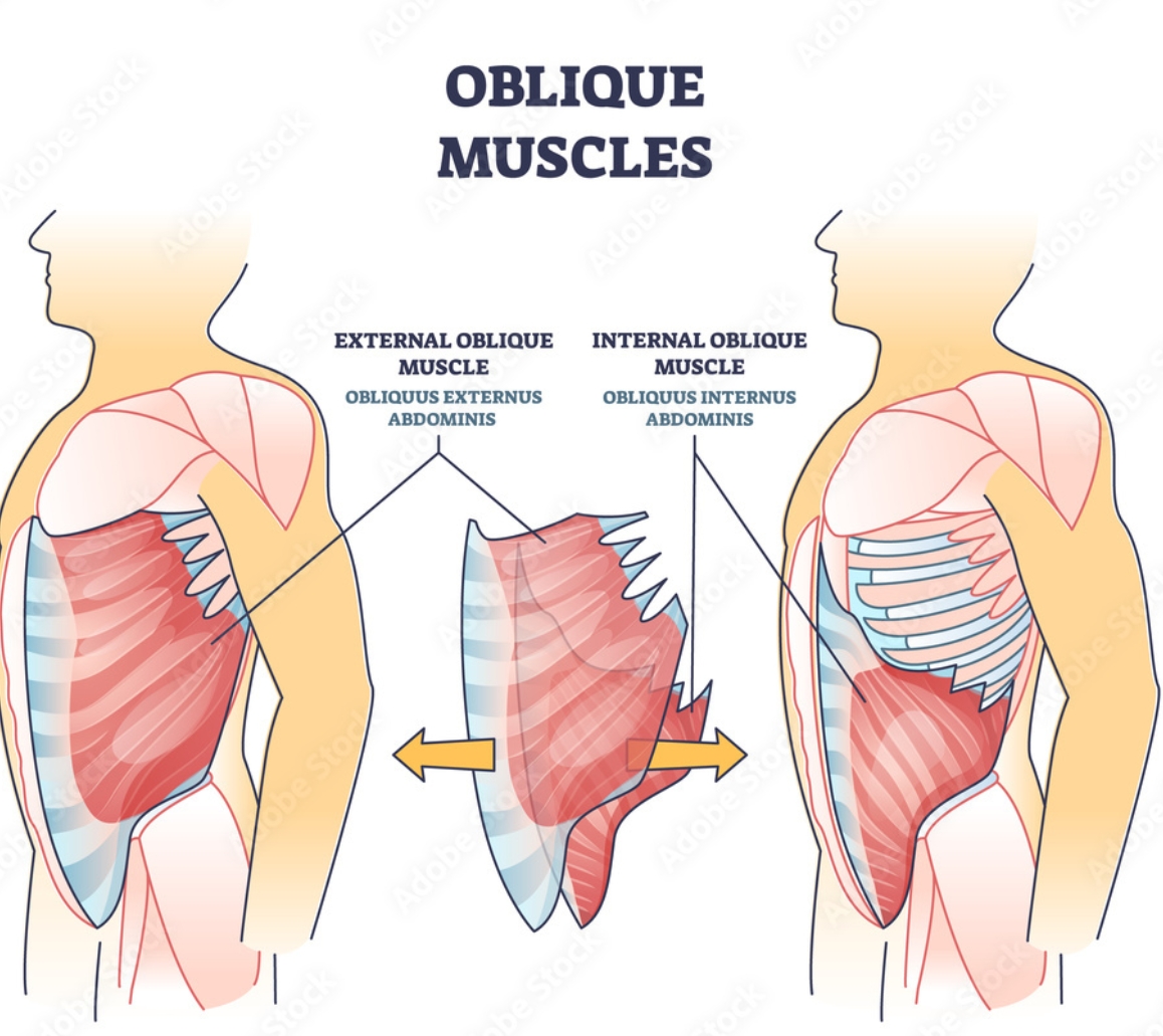 <p>form: feet on floor, hands behind pads, twist body</p><p>primary: internal and external obliques </p><p><strong>Twisting left = left internal oblique + right external oblique.</strong> </p><p><strong>Twisting right = right internal oblique + left external oblique.</strong></p><p>progression: weighted Russian twists</p><p>regression: band in line with chest and push</p>