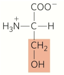 <p>serine</p><p>polar</p><p>hydrophilic</p><p>amphipatic</p><p>uncharged r group</p>