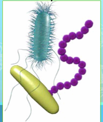 <p>Prokaryotic Cells:</p>