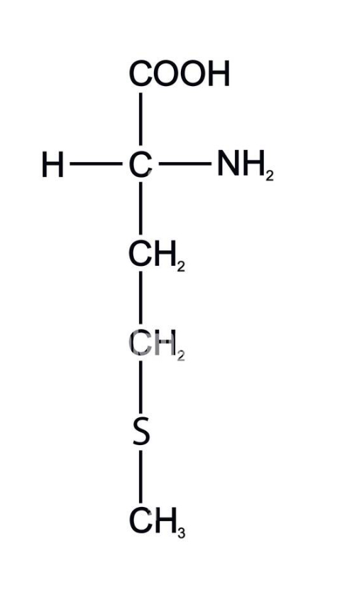 <p>what amino acid</p>