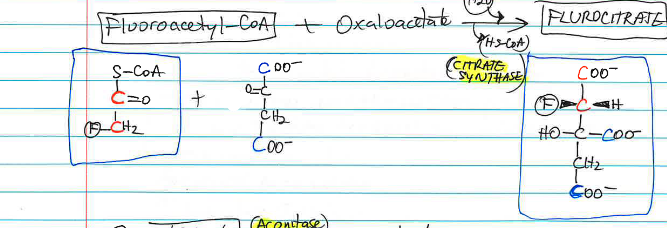 <p>Is converted metabolically into <strong>fluoroacetyl-CoA</strong>, then combines with oxaloacetate to form <strong>fluorocitrate</strong>, <span style="color: rgb(218, 61, 61);">which inhibits aconitase</span>.</p>
