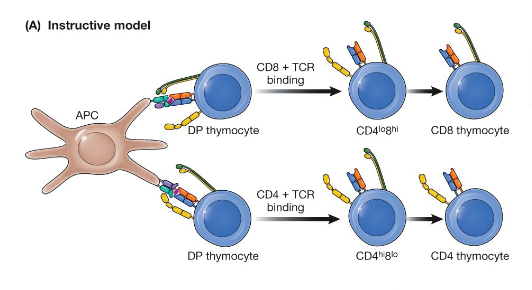 <p>interaction-driven selection, if a TCR engages a MHC1 molecule presenting a peptide, the interaction will also promote CD8 interaction with the complex and shut down CD4 expression, If <span>a TCR engages an MHC class II molecule presenting a peptide, the CD4 coreceptor will engage in the interaction, and the thymocyte will receive a signal to prevent CD8 expression</span></p>