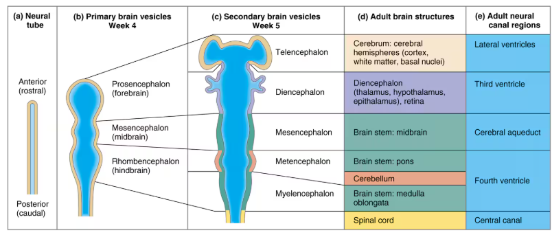 <p></p><p>primary brain vesicles (wk 4) → Hind brain = rhombencephalon</p><p>secondary brain vesicles (wk 5)→ The early hindbrain has become metencephalon and myelencephalon</p><p>Metencephalon = brain stem: pons & cerebellum</p><p>Myelencephalon =brain stem: medulla oblongata </p><p>all is in fourth ventricle</p>