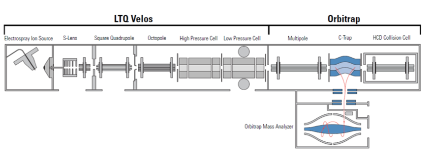 <p>Instrument hybride couplant un piège à ions linéaire (LTQ Vélos) et un analyseur Orbitrap (détection par transformée de Fourier)</p><p>Architecture en série : </p><ul><li><p>LTQ (Velos) : </p><ul><li><p>Source ESI pas dans l’axe </p></li><li><p>S-Lens (tube pour terminer la déshydratation)</p></li><li><p>Quadrupôle carré</p></li><li><p>Octopole pour garder les ions dans un flux</p></li><li><p>Cellule haute pression (fragmentation)</p></li><li><p>Cellule basse pression (analyse)</p></li></ul></li><li><p>Orbitrap : </p><ul><li><p>Multipole pour garder les ions dans un flux</p></li><li><p>c-Trap = lentille spéciale qui accumule, accélère et envoie les ions dans l’Orbitrap</p></li><li><p>Cellules de collision HCD (fragmentation aléatoire)</p></li><li><p>Orbitrap (détection Ft haute résolution)</p></li></ul></li></ul><p> </p><p>Il combine la rapidité/sensibilité du piège linéaire avec l’haute résolution du Orbitrap et permet plusieurs modes de fragmentation (CID dans LTQ, HCD du côté Orbitrap)</p><p></p>