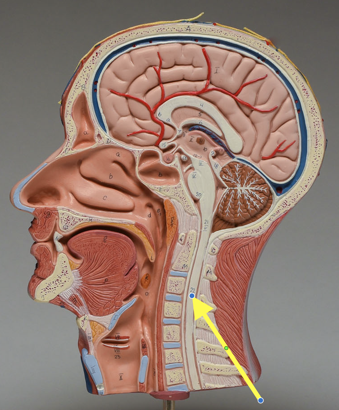 <p><strong>Location: Inside the spine; Function: Pathway for impulses to/from brain/reflexes </strong></p>