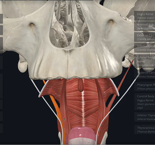 <p>When this muscle contracts, what does it do?</p>