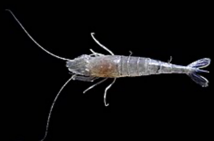 <p>3-5cm long shrimp, sandy brown colouration that changes to match surroundings, flattened body, first pair pereopods end in claws, very short rostrum  doesn’t extend beyond eyes</p>