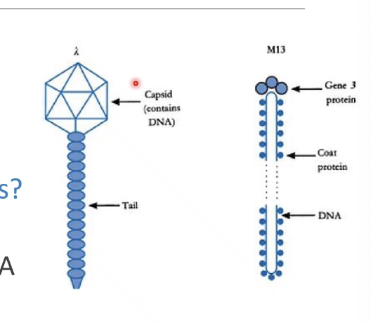 <p>What are the most common viral vectors, and what are the key similarities are differences?</p>