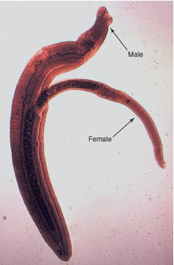 <p>Name this Trematode: Where does it live and in what host?</p>