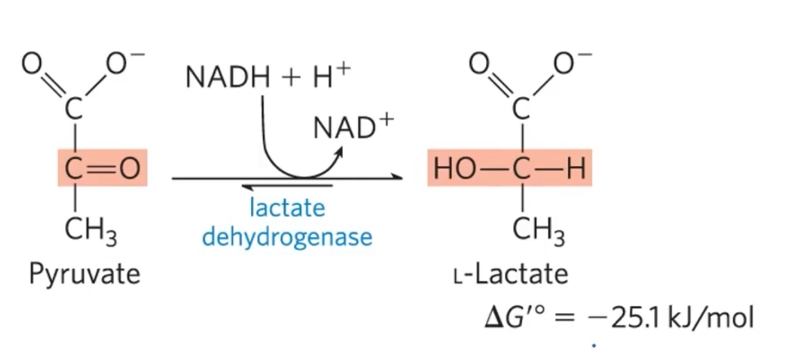 <p>Organisms can regenerate nAD+ by transfering e- from NADH to pyruvate, forming lactate. </p><p>Lactate dehydrogenase= catalyzes the reduction of pyruvate to lactate</p><p>This is a favorbale reaction</p><p></p>