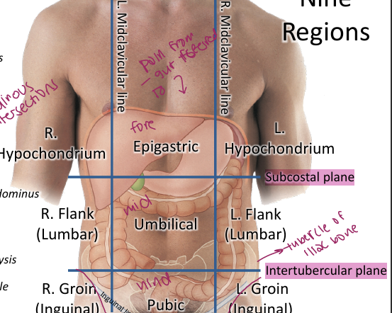 <p>The abdomen can be divided into 4 quadrants using the median sagittal and transumbilical planes or into 9 regions using the midclavicular lines plus subcostal and intertubercular planes </p>