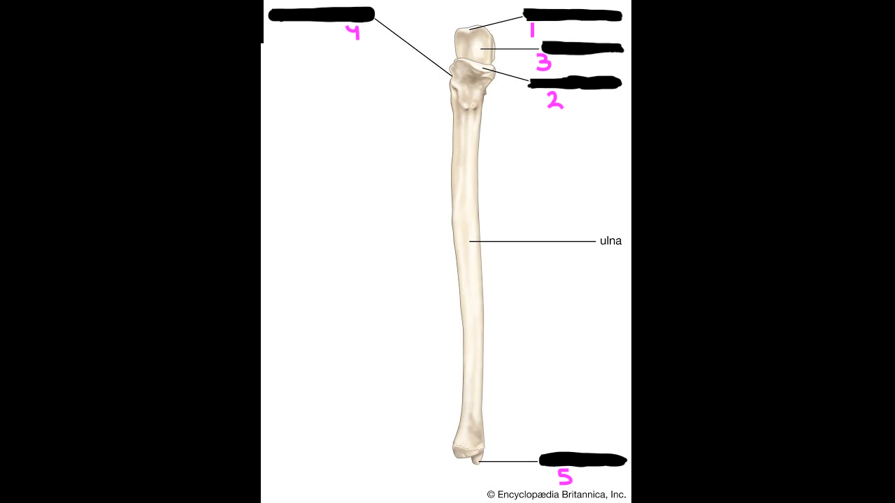 <ol><li><p>olecranon process: forms the point of the elbow; insertion of the triceps brachii</p></li><li><p>coronoid process: insertion of the brachialis muscle </p></li><li><p>trochlear notch: articulates with the trochlea of the humerus</p></li><li><p>radial notch: articulates with the head of the radius at the proximal radioulnar joint</p></li><li><p>styloid proc ess of the ulna: attachment for the ulnar collateral ligament</p></li></ol><p></p>