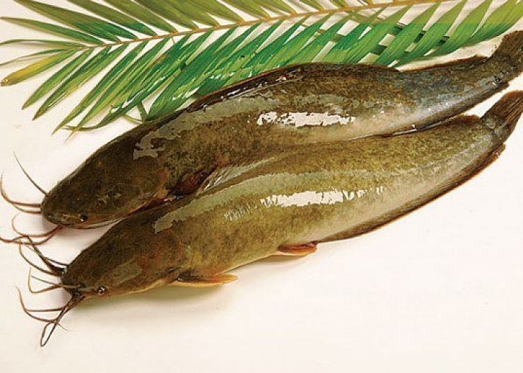<p>메기</p>