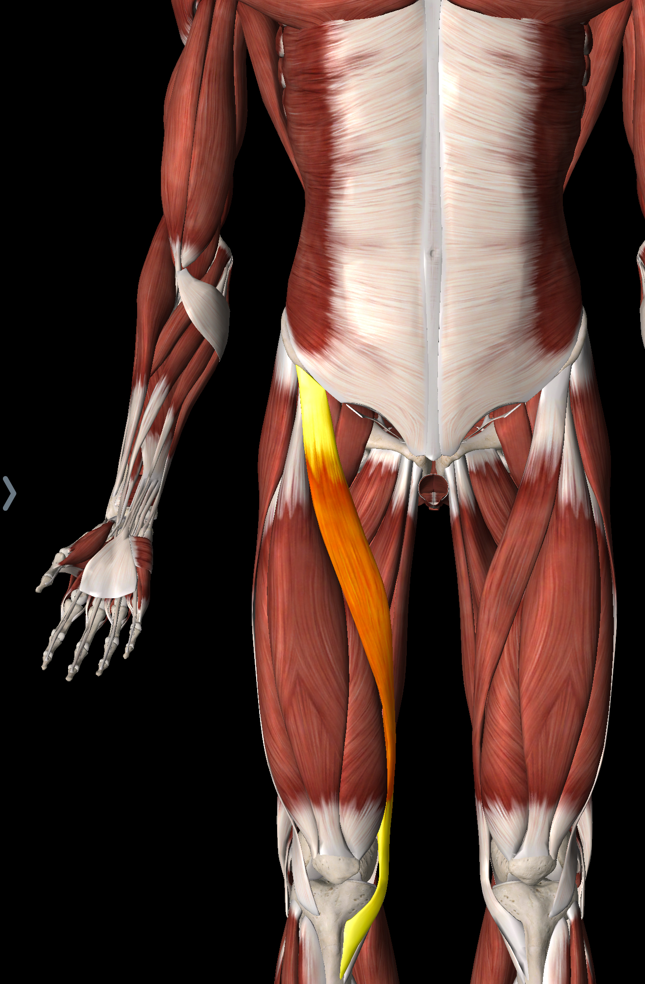 <p>What muscle is this?</p>