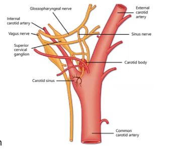 <p>mechanical stretch caused by changes in arterial pressure. Stretch depolarizes the membrane potential at the receptor and increases action potential firing in afferent nerves that travel to the brain stem. Decreases in pressure have the opposite effect. They are particularly sensitive to the rate of change of pressure.</p>
