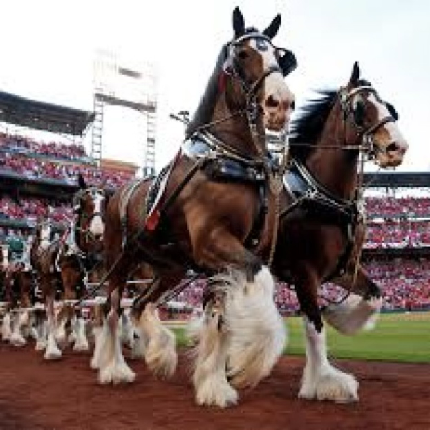 <p>Which breed is this?</p><p>Hint: Budweiser horse.</p>