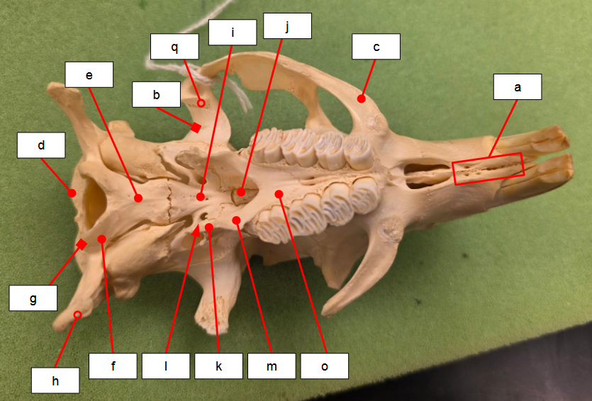 <p>What bone is i? <span data-name="eye" data-type="emoji">👁</span></p>